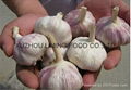 New fresh garlic