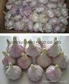 New fresh garlic