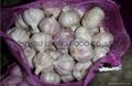 fresh garlic 5