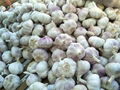 the best price garlic 1