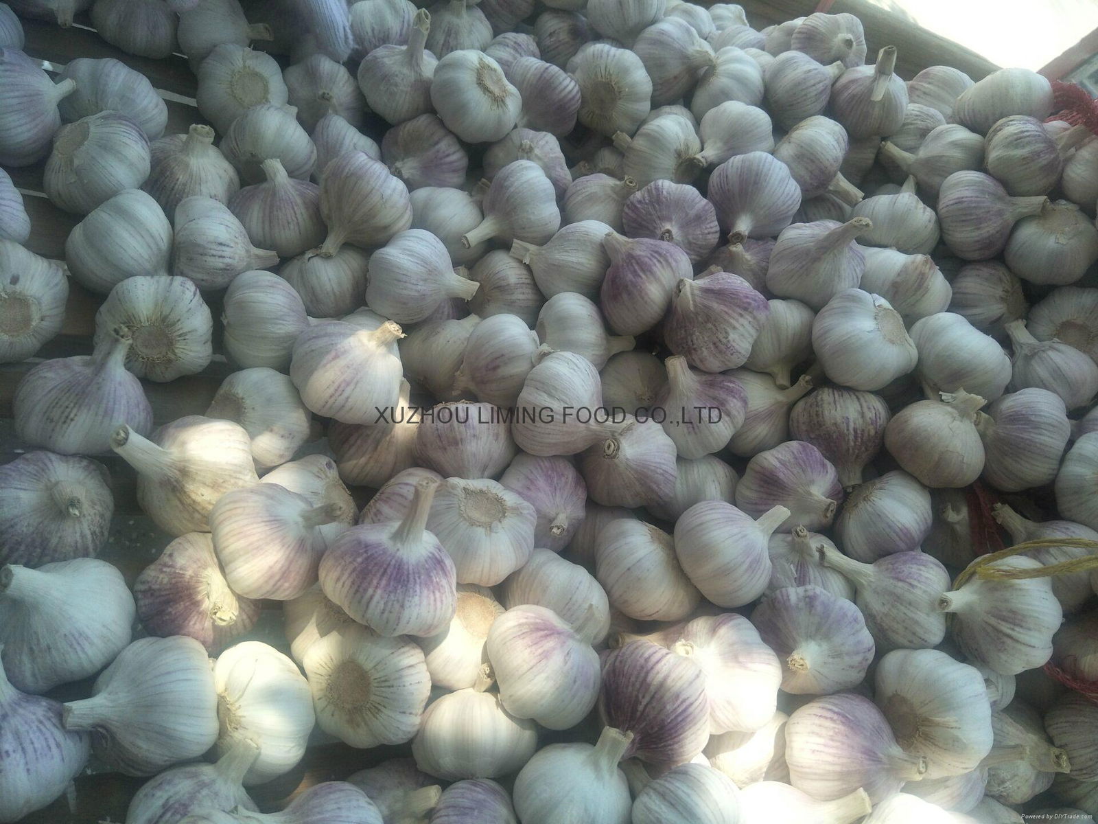 the best price garlic 2