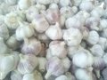 the best price garlic
