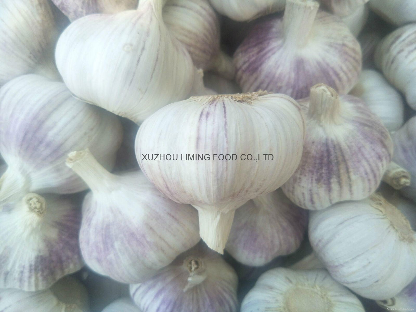 the best price garlic 4