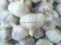 the best price garlic