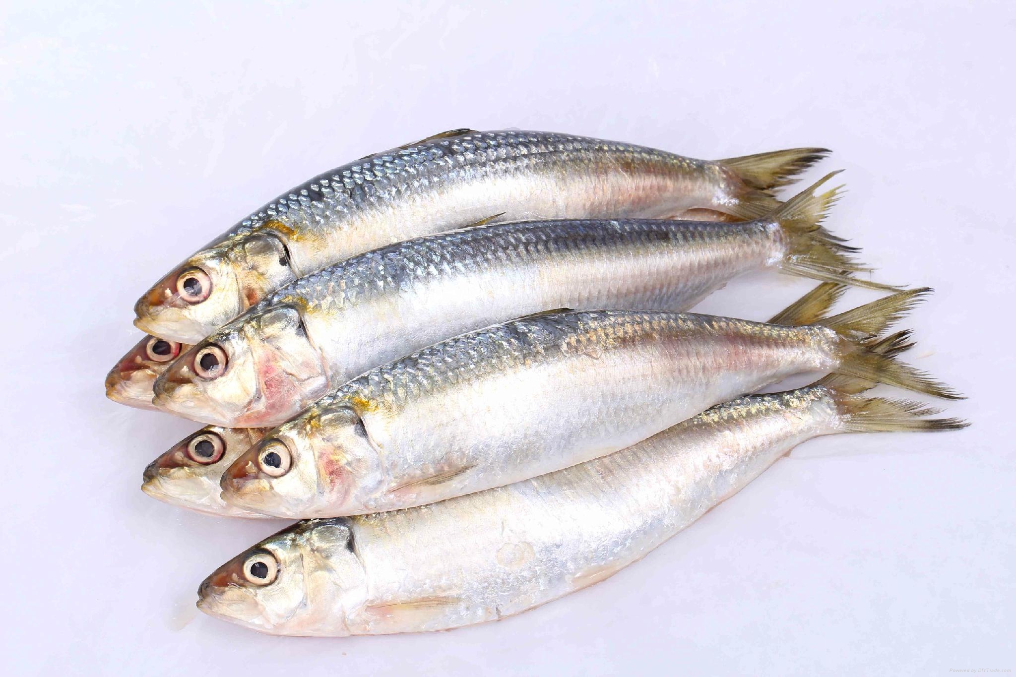 Frozen Sardine OEM (China Trading Company) Frozen Food Processed Food Products DIYTrade