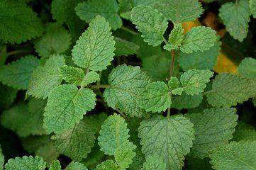 Lemon Balm Extract