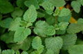 Lemon Balm Extract