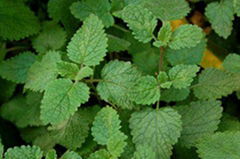 Lemon Balm Extract