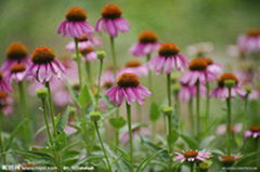 Pure Echinacea Extract