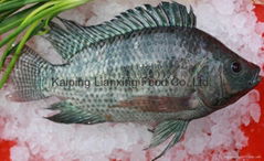 Tilapia Whole Round