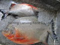 Red Pomfret/ Pacu 2