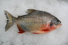 Red Pomfret/ Pacu