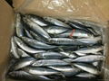 Pacific Mackerel