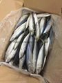 Pacific Mackerel 2