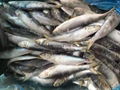 Sardine 2