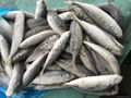 Horse Mackerel 1