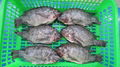 Tilapia Gutted and Scaled 2