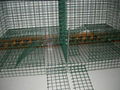 Iron malla para jaulas galvanized welded wire mesh buy 3