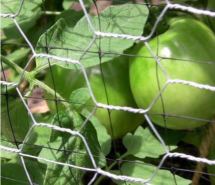 small hole galvanized chicken wire mesh