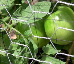 small hole galvanized chicken wire mesh