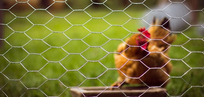 PVC coated Hexagonal chicken wire mesh 2