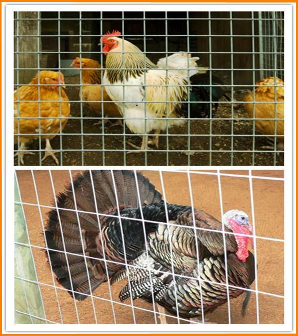 PVC coated Hexagonal chicken wire mesh 3