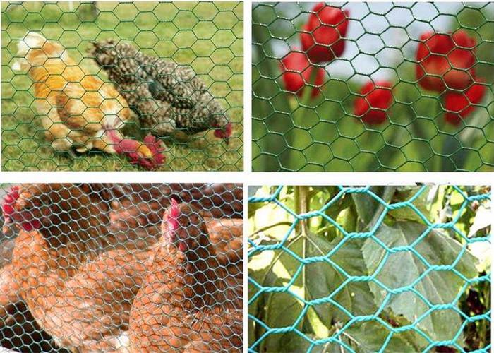 PVC coated Hexagonal chicken wire mesh 5