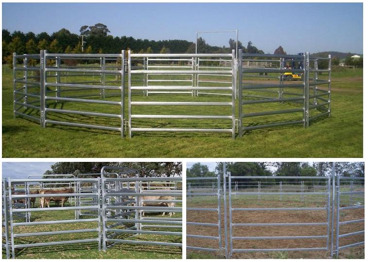 cattle livestock panels 2