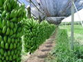 Fresh Cavendish Banana 1