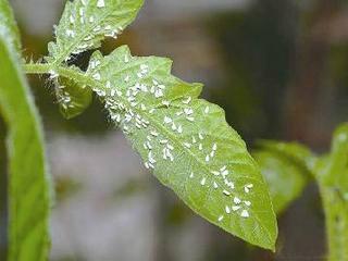 供应浙江专打高抗白飞虱专用产品 3