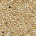 High Quality Quinoa Seeds