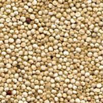 High Quality Quinoa Seeds