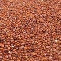 High Quality Red Quinoa Seeds 1