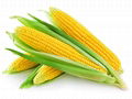 corn