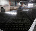 1220*2440mm film faced plywood  for