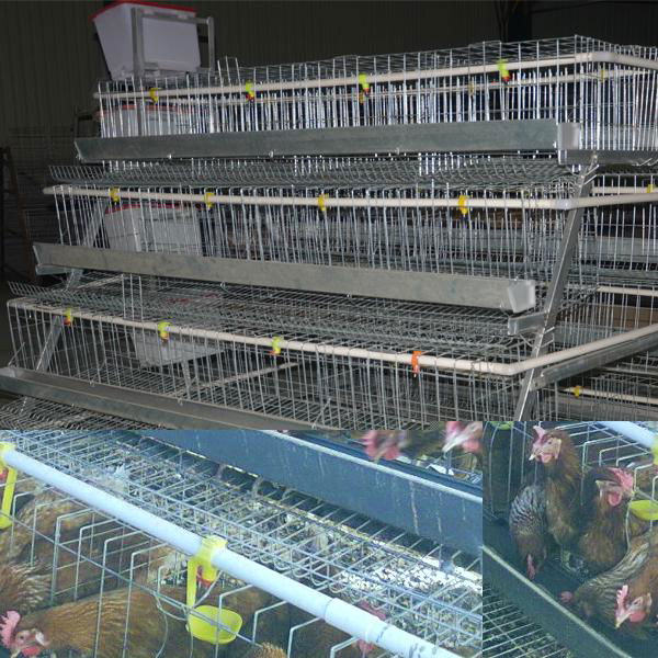 Type a chicken layer cages for sale 4