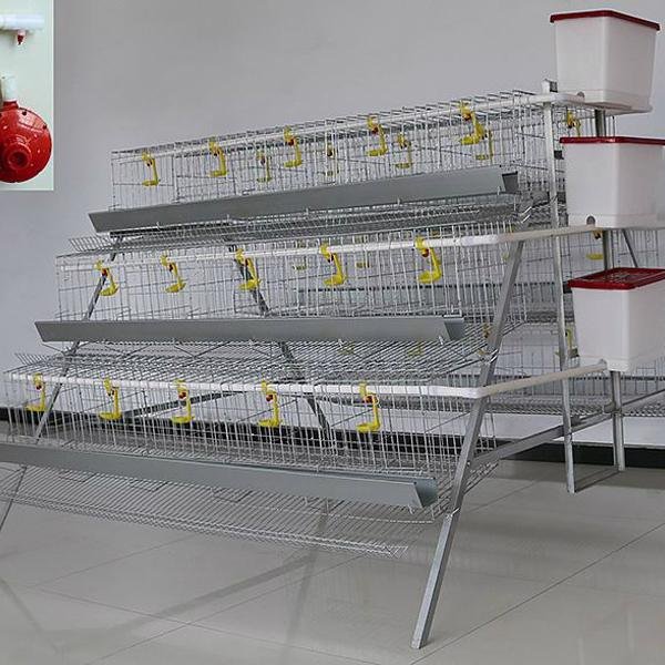 poultry farm chicken egg layer cages 