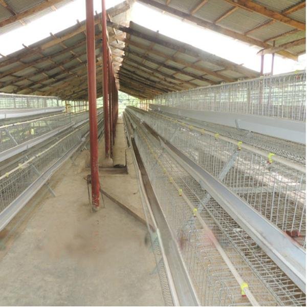 poultry farm chicken egg layer cages  3
