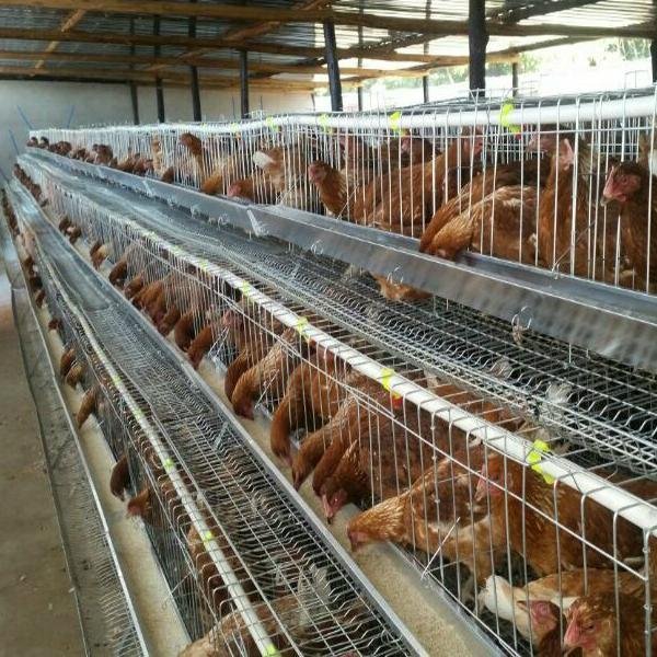 poultry farm chicken egg layer cages  4
