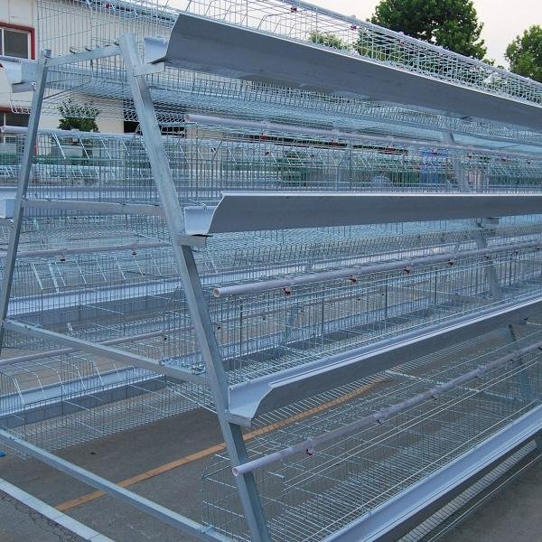 poultry farm chicken egg layer cages  5