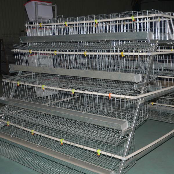 small chicken laying cage for egg chicken used in chickens 3