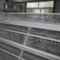 wholesale bird cage chicken wire mesh cage 4