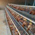 wholesale bird cage chicken wire mesh cage 5