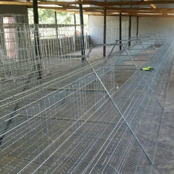 saudi arabia poultry farm equipment commercial 24 hole chicken nest box brooder  5