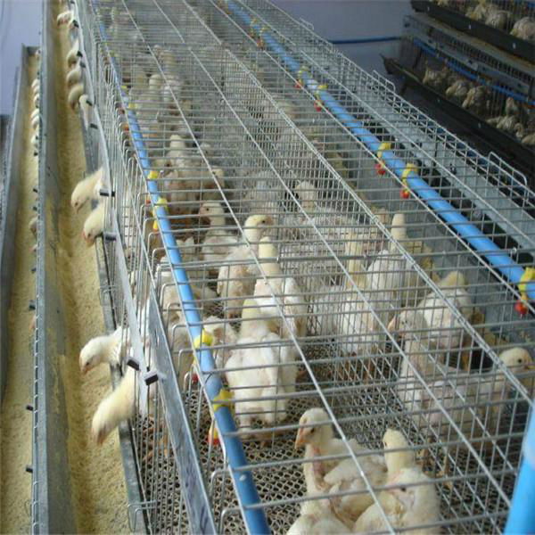 saudi arabia poultry farm equipment commercial 24 hole chicken nest box brooder  2