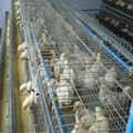 saudi arabia poultry farm equipment commercial 24 hole chicken nest box brooder  2