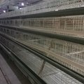 poultry layer farming equipment specifications 4