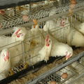 chicken farming materials house design cages for broiler chicken 4