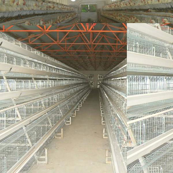 chicken farming materials house design cages for broiler chicken 3