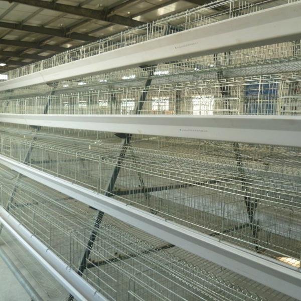 automatic equipment egg laying chicken cages